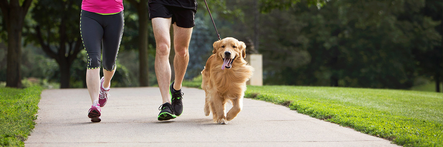 DogWatch of the Triangle, Garner, North Carolina | Dog Training Products Footer Image Image