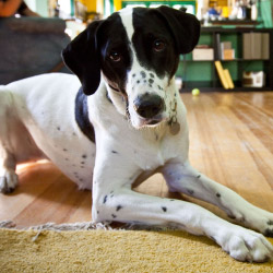 DogWatch of the Triangle, Garner, North Carolina | Indoor Pet Boundaries Contact Us Image